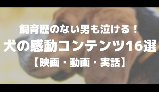飼育歴のない男も泣ける 犬の感動コンテンツ16選 映画 動画 実話 マチブログ